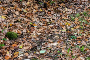 Leaves on the ground.