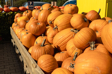 Different colored pumpkins in wooden boxes at farmers market. Autumn Halloween