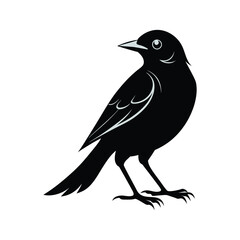 Obraz premium Bird logo sihlouette icon 