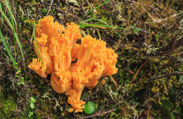 Wild clavariaceae mushroom edible in forest of China