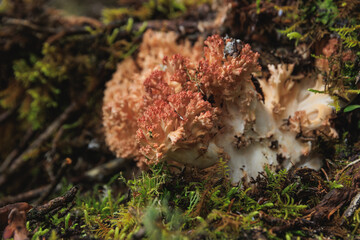 Wild clavariaceae mushroom edible in forest of China