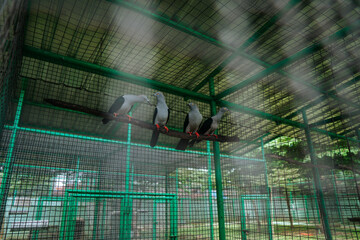 Three Birds Are Perched On A Wire That Has A Green Fence Around It