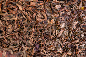 A pile of fallen leaves on the ground. Autumn season.