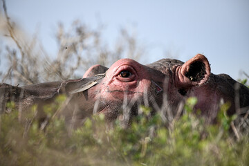 Close up hippo