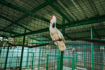 A Bird With A Red Head And Orange Beak Is In A Cage Cockatoo
