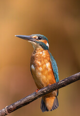 kingfisher on branch