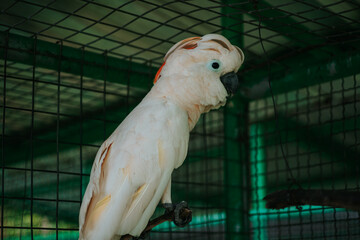 A Cockatoo With A Red Feather
On Its Head 