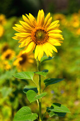 sunflower flower in field on blue sky background