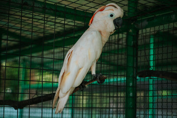 A Cockatoo maluku Is Standing On A
Branch In A Cage