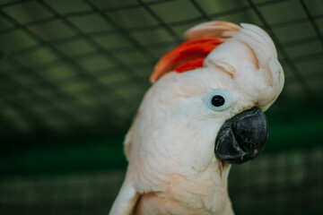 A Cockatoo Molucas With A Red Feather
On Its Head