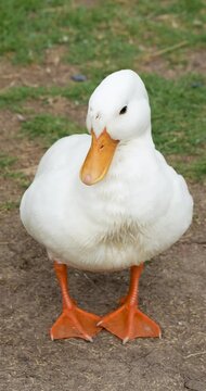 The Call Duck cleaning feathers. The Call Duck breed has a fascinating history that includes a foundation in hunting, showing, and eventually human companionship.