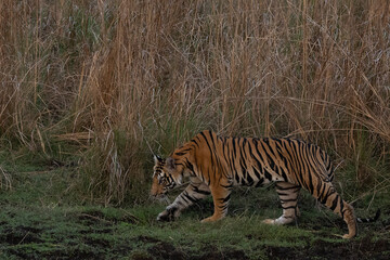 Tigers of Bandhavgarh