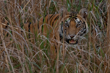 Tigers of Bandhavgarh
