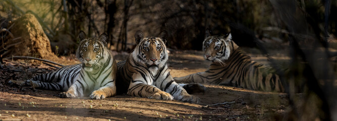 Early Morning sighting of a mother and 2cubs in the buffer zone in bandhavgarh