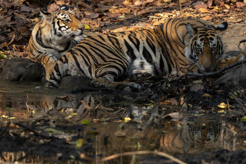 Early Morning sighting of a mother and 3 cubs in the buffer zone in bandhavgarh