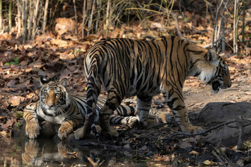 Early Morning sighting of a mother and 3 cubs in the buffer zone in bandhavgarh