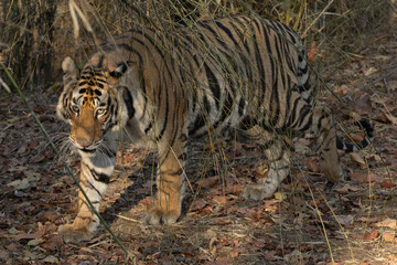 Early Morning sighting of a mother and 3 cubs in the buffer zone in bandhavgarh