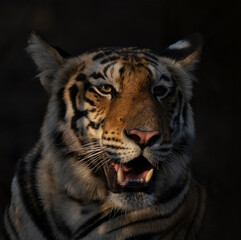 Tigers of Bandhavgarh