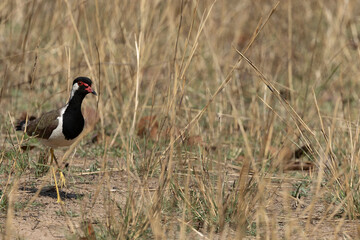 Fototapeta premium Birds of Bandhavgarh