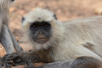 Wildlife of Bandhavgarh
