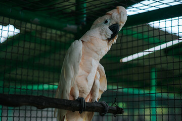 A fluffy white cockatoo with a black beak is perched on a branch in a cage.