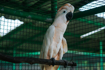 he cockatoo's white plumage blends with the white netting in the background, creating a distinct contrast against the green mesh of the cage