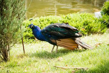 peacock walks on the lawn near the lake, summer greenery, bird, park, landscape