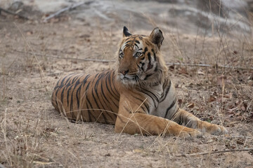 Tigers of Bandhavgarh