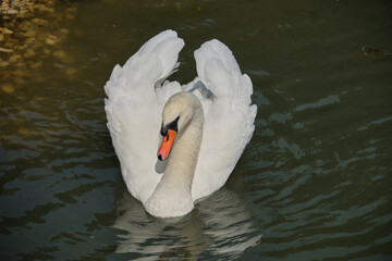 A sibilant swan with an elegantly curved neck, floating on the dark surface of the water. The sibilant swan (Latin Cygnus olor) is a bird from the duck family.