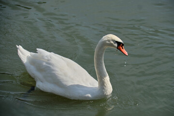 A sibilant swan with an elegantly curved neck, floating on the dark surface of the water. The sibilant swan (Latin Cygnus olor) is a bird from the duck family.
