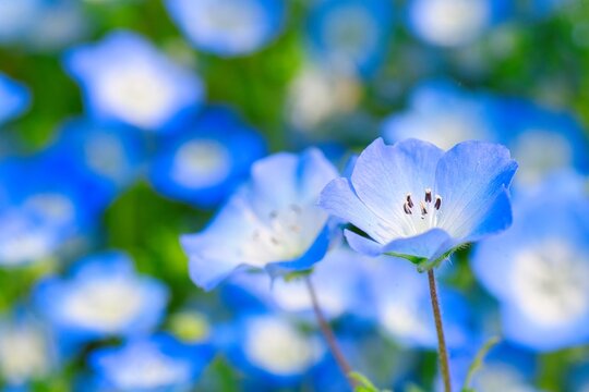 「可憐な花」の写真素材 | 52,314件の無料イラスト画像 | Adobe Stock