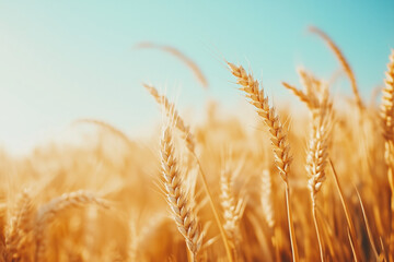 Fototapeta premium A close-up of a golden wheat field, with a blurred background, a blue sky, and a warm color tone. The details are clear, and the saturation is high, with natural light and a shallow depth of focus.