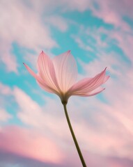 Obraz premium Dreamy Flower with Colorful Sky Background.