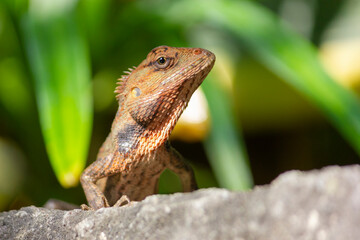 Fototapeta premium Close up of the oriental garden lizard (Calotes versicolor) or called the oriental garden lizard on the rock 