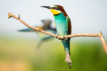Vibrant image of a bee-eater perched on a branch, displaying vivid green, blue, and orange plumage. Its slender beak and sharp eyes capture the essence of this beautiful bird in a natural setting.