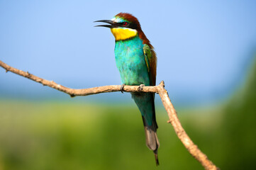 Vibrant image of a bee-eater perched on a branch, displaying vivid green, blue, and orange plumage. Its slender beak and sharp eyes capture the essence of this beautiful bird in a natural setting.