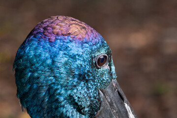 Iridescent head feathers of a Black-necked Stork or Jabiru, Ephippiorhynchus asiaticus.
