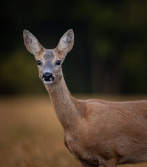 deer in the woods