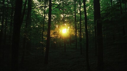 Obraz premium Tranquil Forest Path at Sunset in a Lush Green Woodland