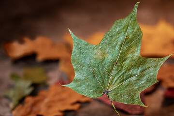 Ahornblatt auf grauem Hintergrund 