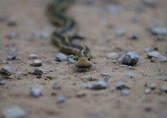 Cutest ever little Garter Snake Benezette PA Backyard Beauty