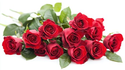 Obraz premium dramatic red roses isolated