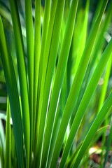 Lilie wodne, pałki wodne. Typha. © grzegorz