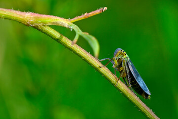 Binsenschmuckzikade // Green leafhopper  (Cicadella viridis)