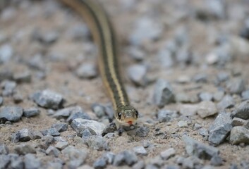 Cutest ever little Garter Snake Benezette PA Backyard Beauty