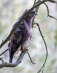 Common buzzard on a branch, watching for prey.