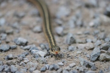 Cutest ever little Garter Snake Benezette PA Backyard Beauty