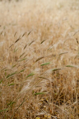 Hordeum murinum - an ancient crop plant with small seeds that used to be grown as a grain, now occupies dry city areas in central Europe.