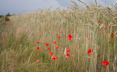 Red wildflowers on the field -  Wild poppy Papaver rhoeas growing between grain crops.