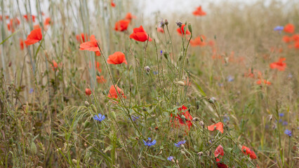 Red wildflowers on the field -  Wild poppy Papaver rhoeas growing between grain crops.
